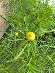 待放的花苞