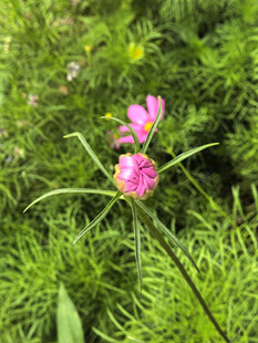 粉色花苞