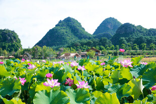夏日荷塘与远山美景