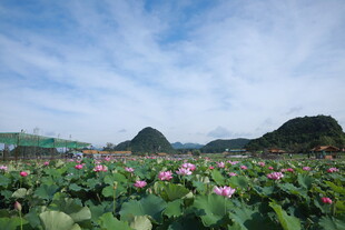 夏日荷塘美景