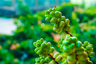 翠绿饱满的植物果实