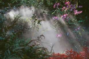厦门万石植物园雨林景区