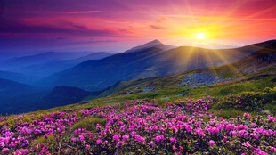 山间花海迎绚丽日出