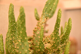 长满刺的绿色仙人掌植物