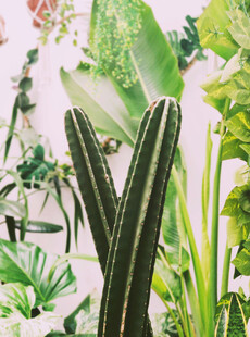 室内绿植景观仙人掌点缀