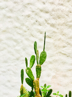 翠绿仙人掌特写