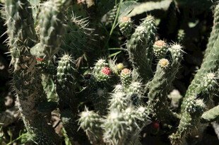 长满绒毛的仙人掌植物