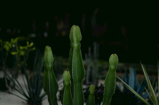 可爱仙人掌植物特写