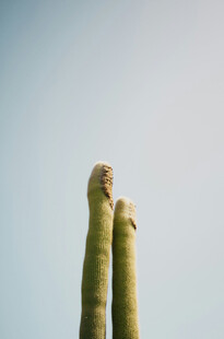 高耸的仙人掌