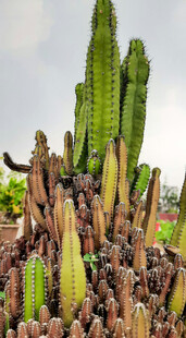 多样仙人掌植物景观