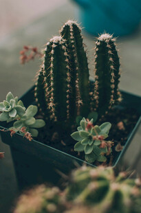 可爱仙人掌盆栽植物组合
