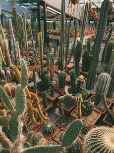 多样仙人掌植物景观展示