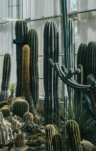 多样仙人掌植物景观