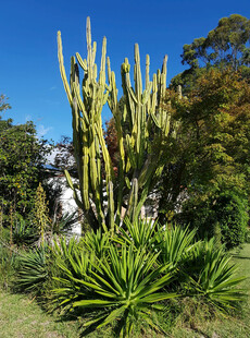 户外高大仙人掌植物景观