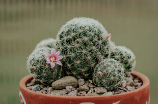 花盆中的可爱仙人球