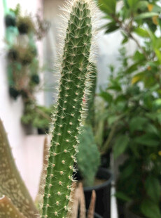 直立仙人掌特写