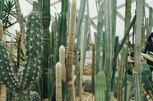 多样仙人掌植物景观