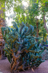 茂盛仙人掌绿意盎然景致