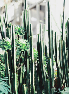 挺拔仙人掌植物景观