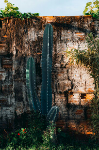 石墙旁的高大仙人掌植物