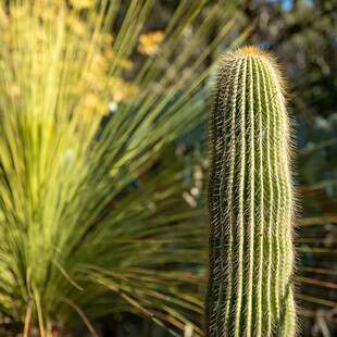 高大仙人掌与绿植相伴