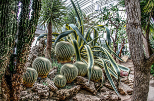 多样仙人掌植物景观