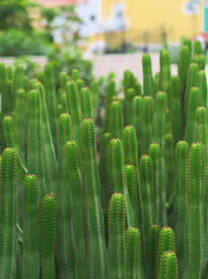 直立丛生的绿色仙人掌植物