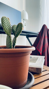 陶盆中的仙人掌绿植摆件