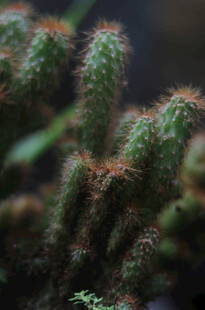 密集生长的多刺仙人掌