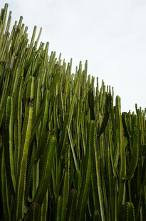 高大翠绿仙人掌植物