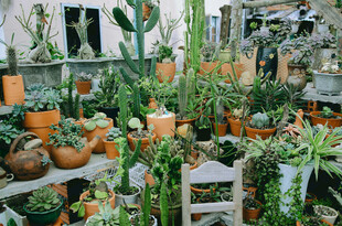 室内多样盆栽绿植景观