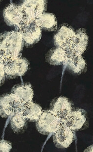 白色蒲公英特写画面