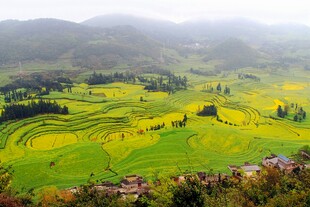 春日山间金黄梯田美景
