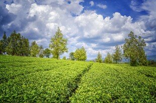 翠绿茶园与蓝天白云美景