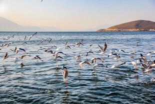 海鸥翔集于波光粼粼海面