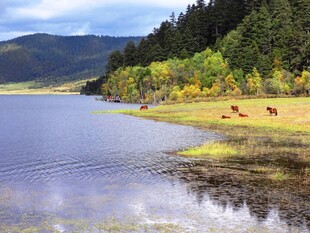 湖畔美景 野生动物悠然栖息