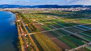 湖畔广袤农田田园风光
