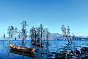 湖中小船与枯树的静谧景
