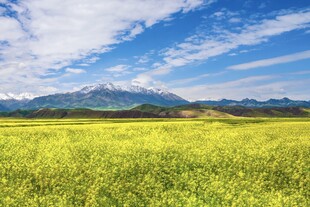 草原风光与远处雪山美景