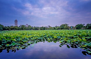 荷塘美景 天光云影共徘徊