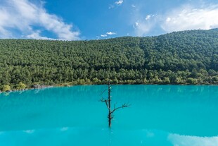梦幻蓝湖中的孤独枯木
