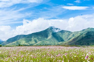 山间花海 邂逅自然美景