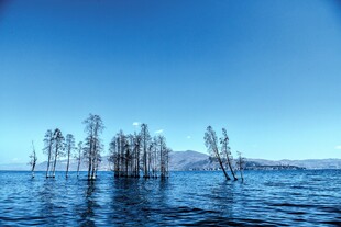 水中枯树与湛蓝天空之景