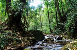 山林间潺潺溪流美景