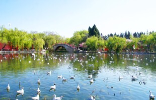 湖畔群鸟嬉戏的春日美景