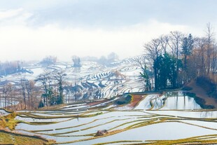 冬日梯田雪景风光