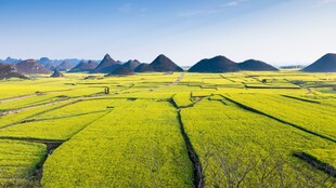 金黄田野与远处山峦美景
