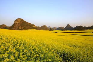 金黄油菜花田与远山美景