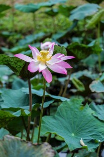 娇艳荷花绽放于绿叶间