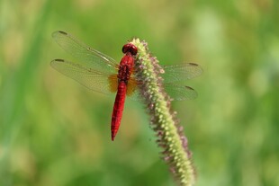 红蜻蜓停驻绿色植物上